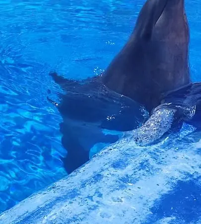 Апартаменты Torres Yomely *